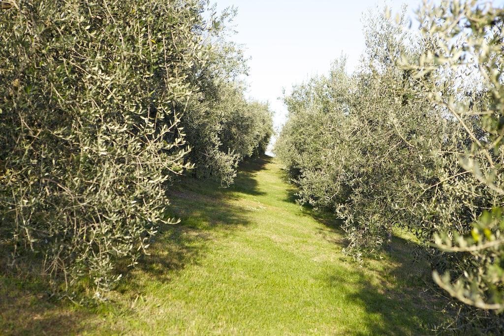 Agriturismo Marani Аркуньяно Экстерьер фото